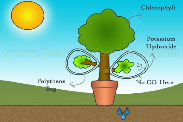 What does photosythesis mean