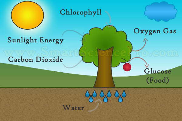 What do plants need for photosynthesis?