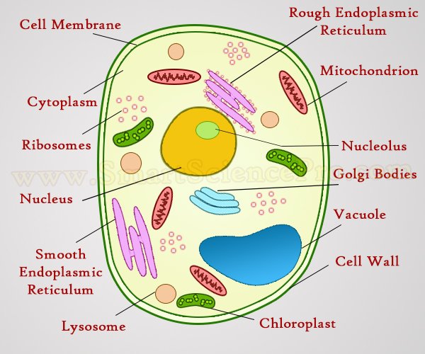 Structure of Animal Cell and Plant Cell Under Microscope + Diagrams