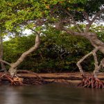 Active Transport System With Energy of Metabolism