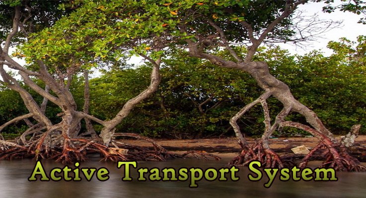 Active Transport System