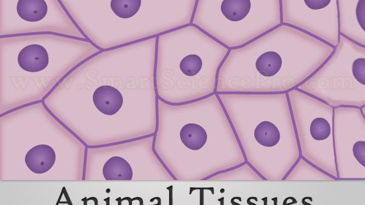 3 Main Animal Tissues With Structure And Functions