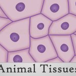 3 Main Animal Tissues With Structure and Functions