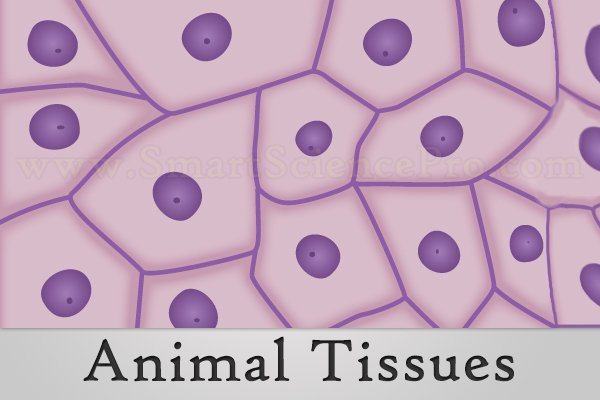 3 Main Animal Tissues With Structure and Functions