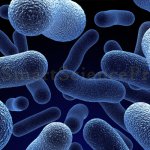 Classification of Microorganisms Naturally