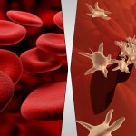 4 Components of Blood With Functions