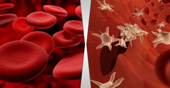 4 Components of Blood With Functions