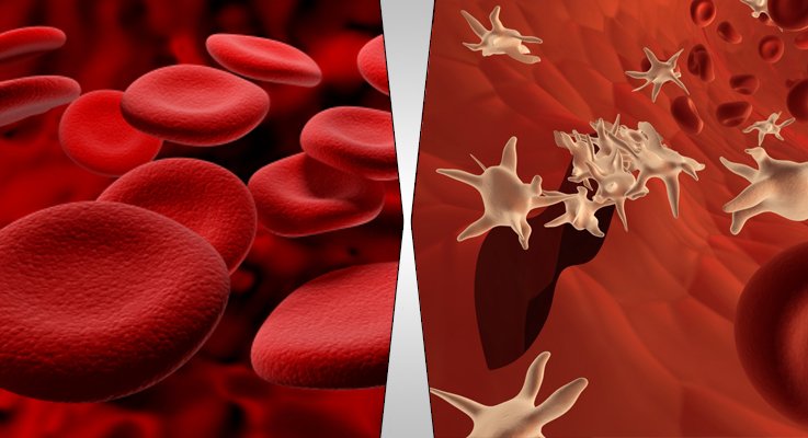 4 Components of Blood With Functions