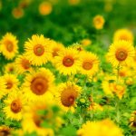 Flowering Plants and Non-Flowering, The Classification of Plants