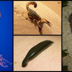 Main 4 Types of Invertebrates Explained