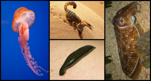 Main 4 Types of Invertebrates Explained • Smart Science Pro