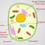 Organelles, Tiny Functional Subunits of a Cell