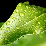 Passive Transport System of Plant Life