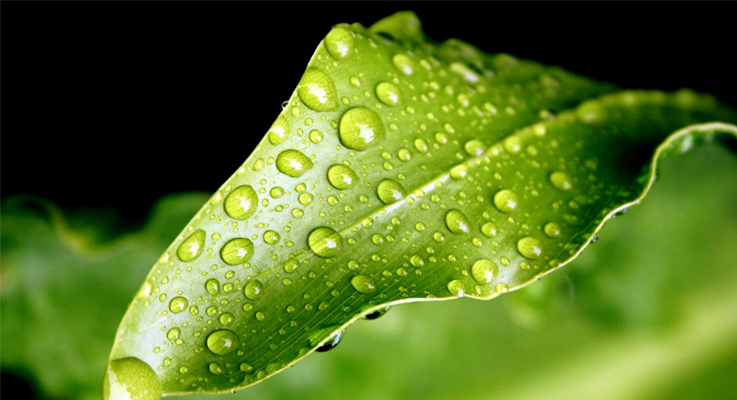 Passive Transport System of Plant Life