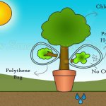 Factors of Photosynthesis - Carbon Dioxide Test
