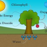 Photosynthesis Process Flow