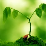 Plant Tissues With Structure and Functions
