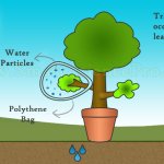 Transpiration of Plant