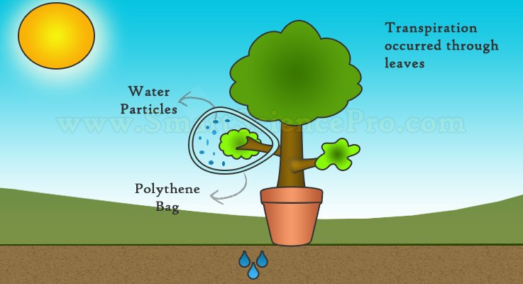 Transpiration of Plant