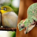 Vertebrates, The Classification of Animals