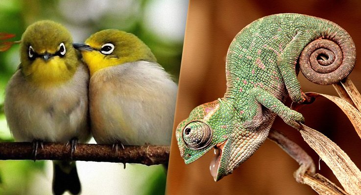 Birds and Chameleon are Vertebrates